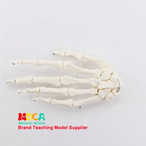 人体手骨模型 1:1比例手关节与手指骨骼结构的康复教学利器