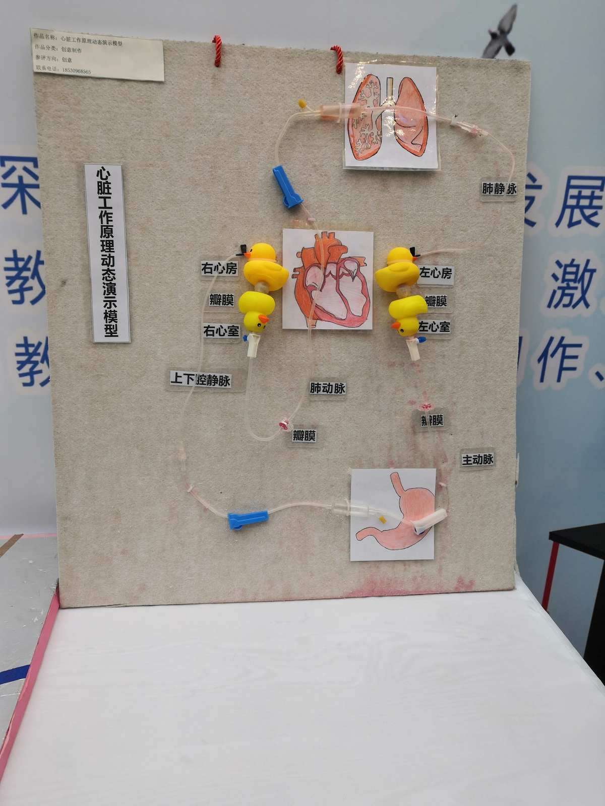 自制教具齐争彩，科技创新领未来 教学模型与教具销售新风尚