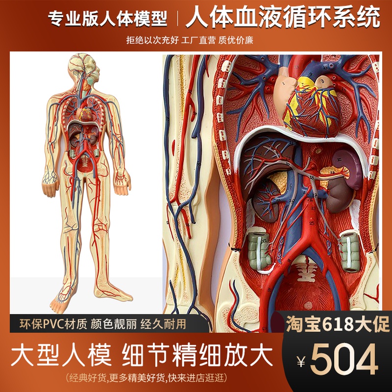 人体血液循环系统模型 医学教学中的立体化革命