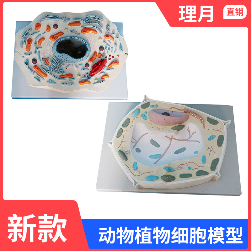 动物细胞亚显微结构模型在中学生物教学中的应用与推广
